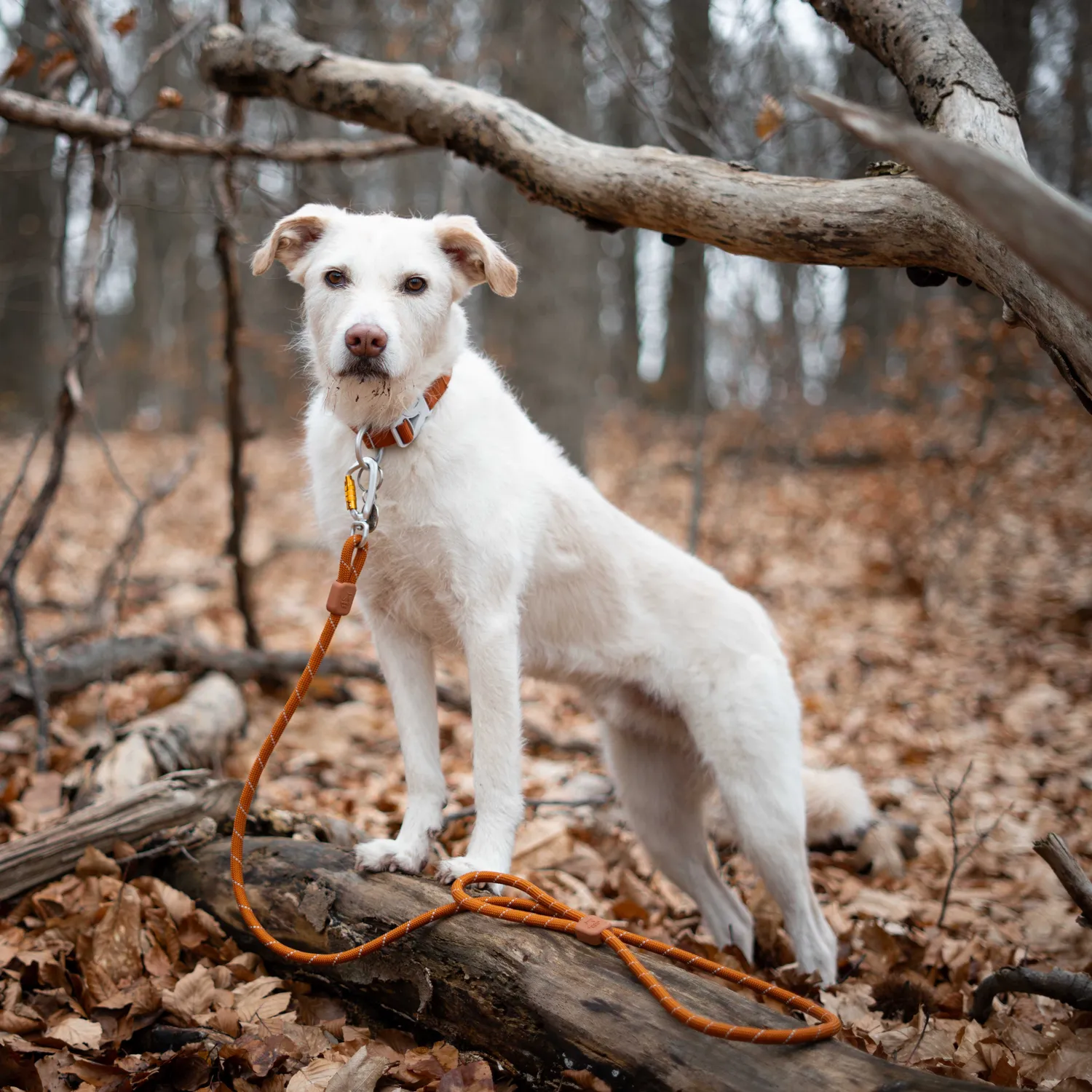 Woolly Wolf Rope Leash hundesnor terrakotta 180 cm refleks