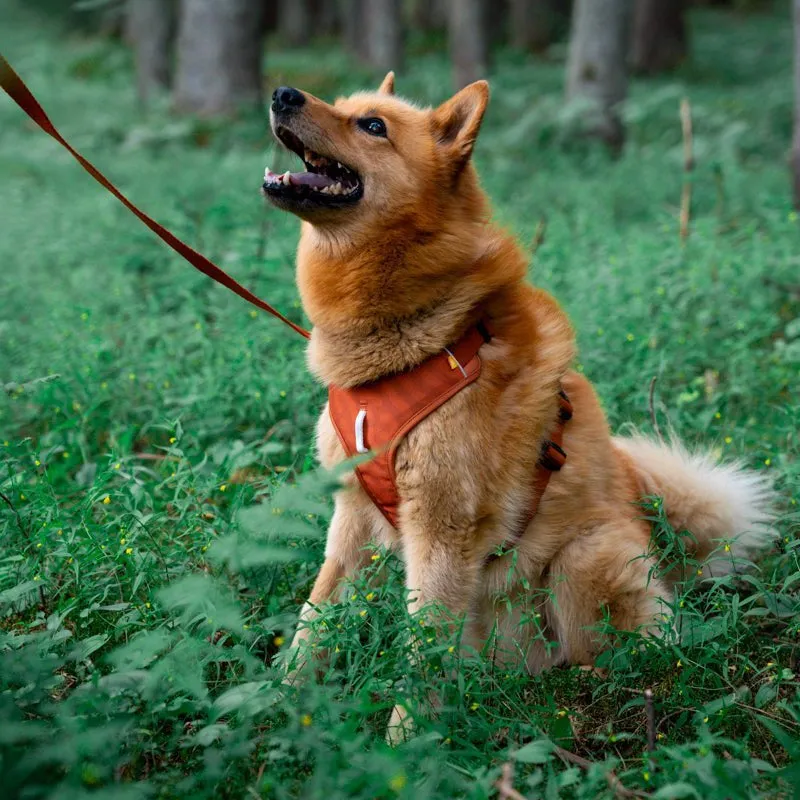 Woolly Wolf Roam hundesele terrakotta åndbar