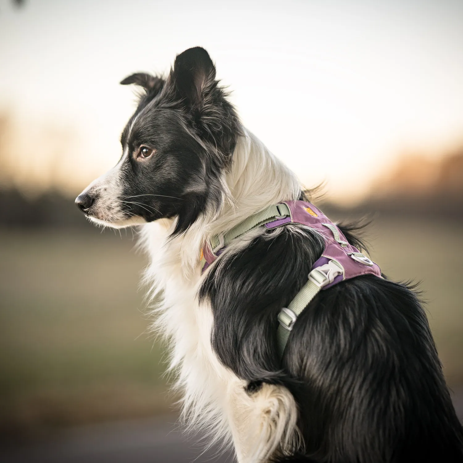 Woolly Wolf Alpha 360 sele Mauve Mix refleks
