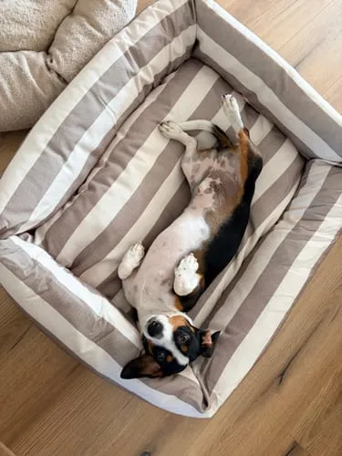Staey Alba hundeseng striped vaskbar
