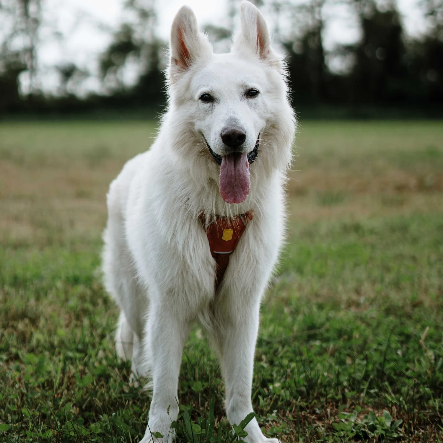 Woolly Wolf Wild Tundra hundesele Terrakotta refleks