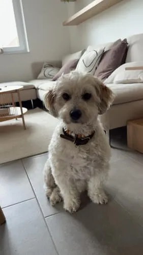 Staey Kaia flettet halsbånd til hund Dark Oak