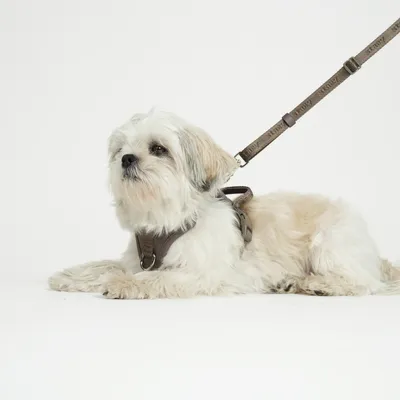Staey Hands-Free hundesnor Taupe håndfri justerbar