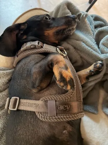 Staey Numa hundesele Mocca let Y-sele