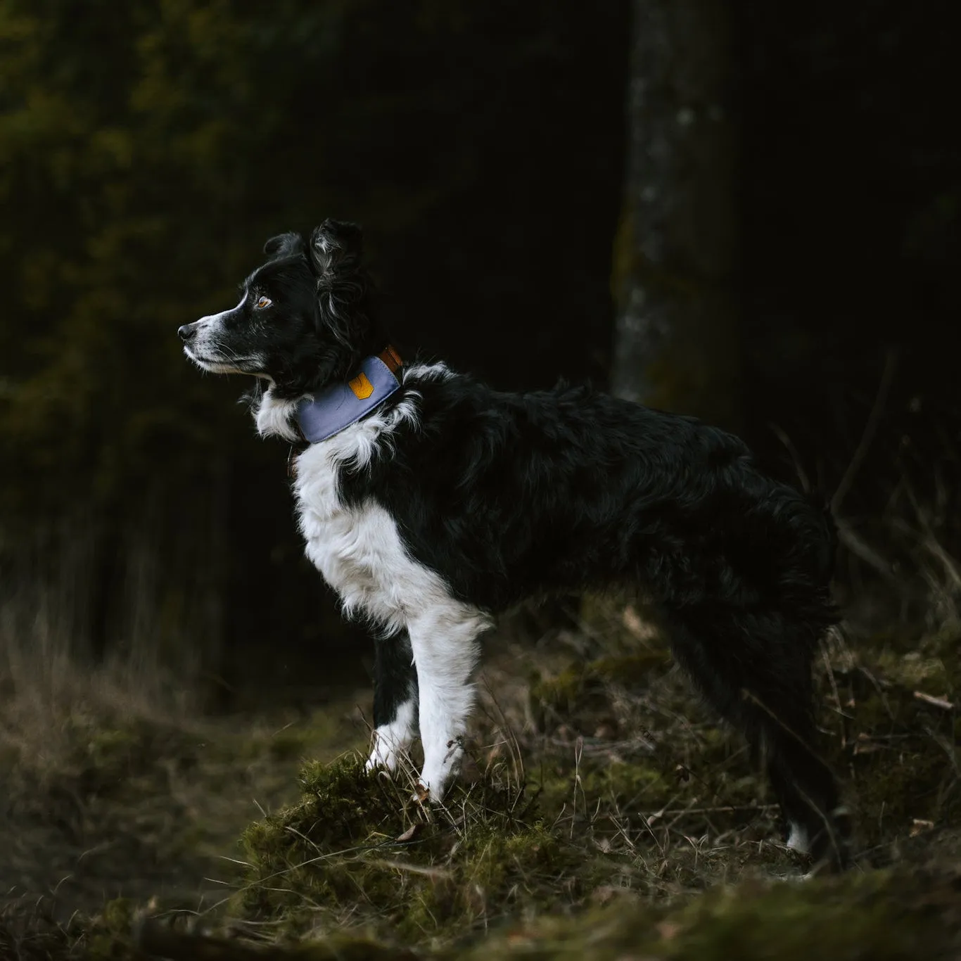 Woolly Wolf Alpha 360 hundehalsbånd lavender komfort