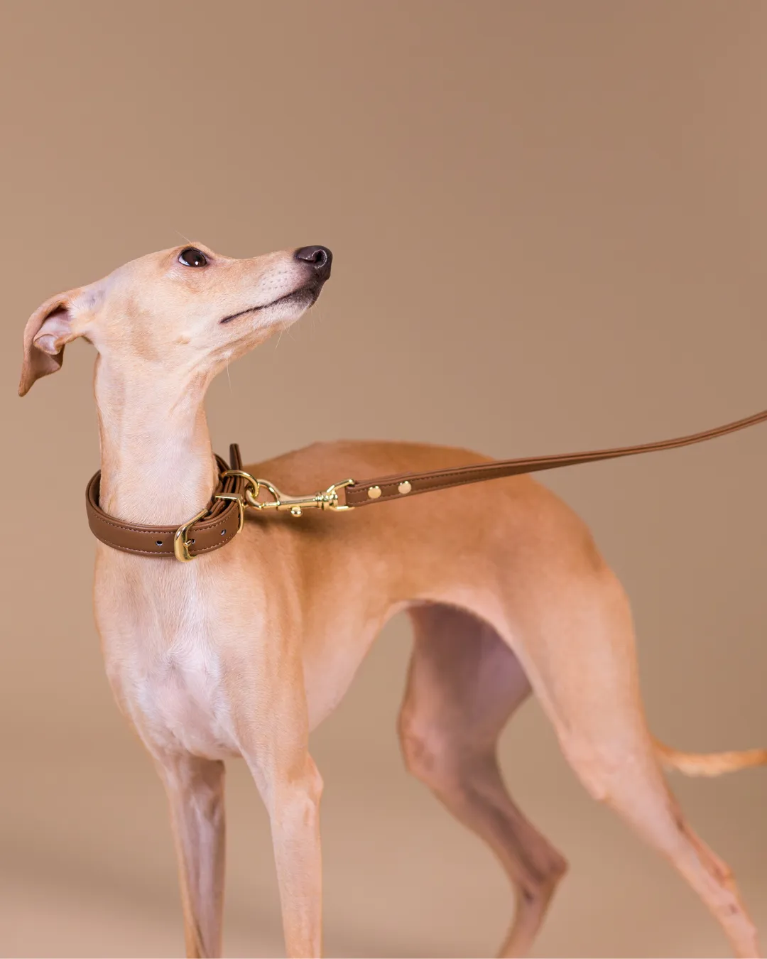 Paikka Lignify hundesnor brun S 180 cm