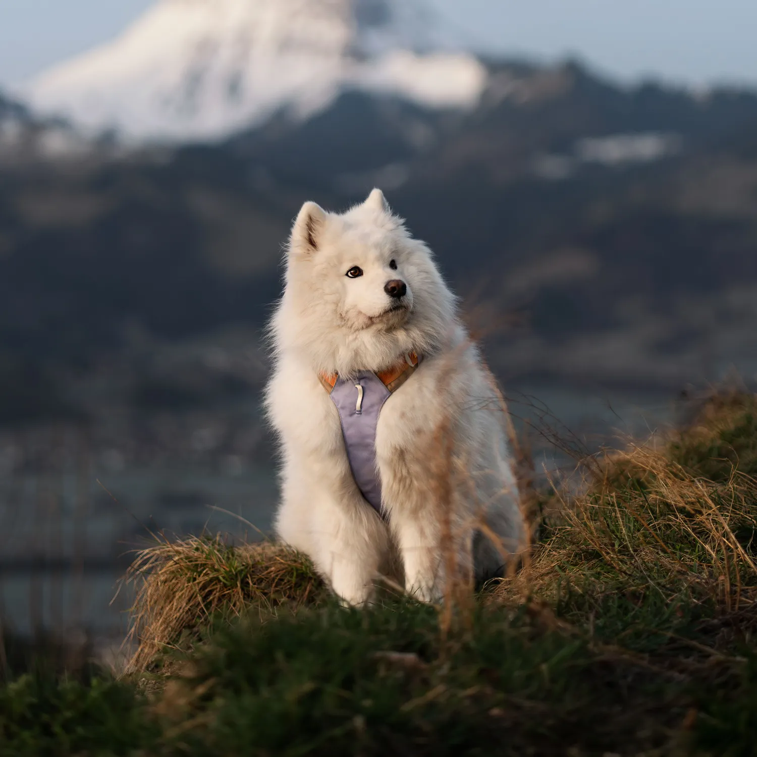 Woolly Wolf Alpha 360 sele lavendel genanvendt
