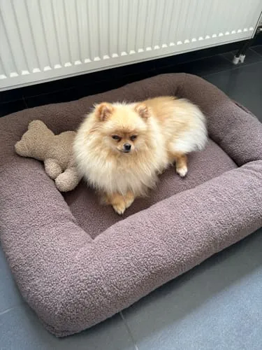 Staey Clara ortopædisk hundeseng memoryskum teddy