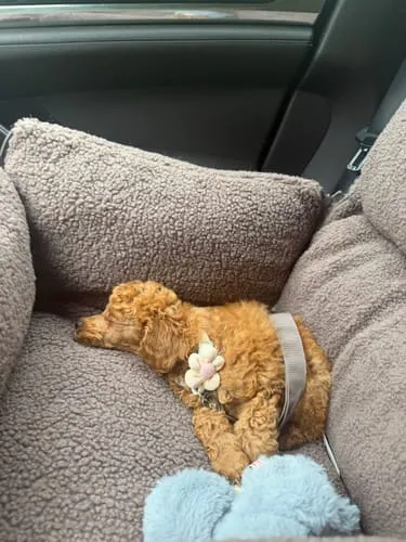 Staey Clara bilsæde til hund Limited Edition Teddy