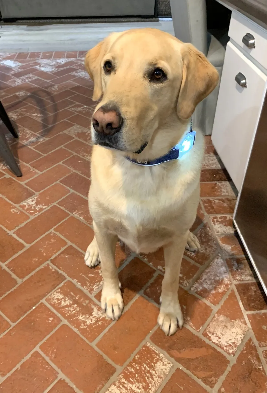 Dog Gone Smart Comet LED hundehalsbånd med lys