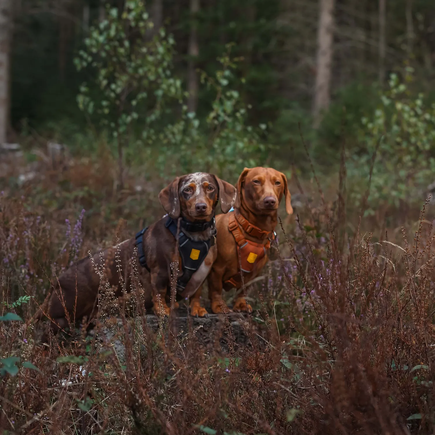 Woolly Wolf Wild Tundra hundesele Terrakotta refleks