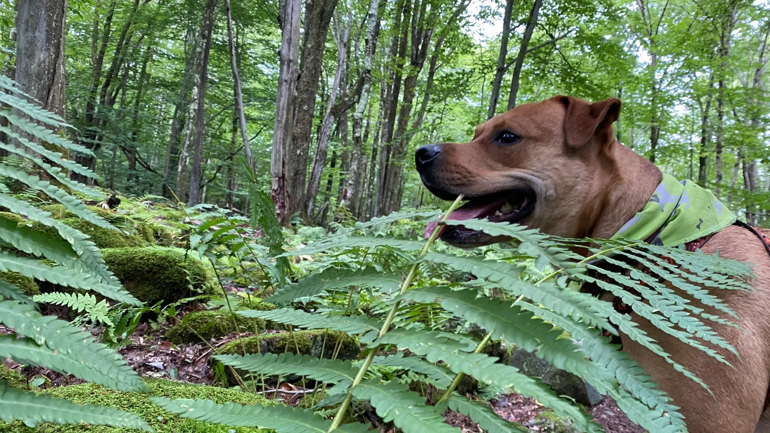 Dog Gone Smart UnBugz-It hundebandana insekt