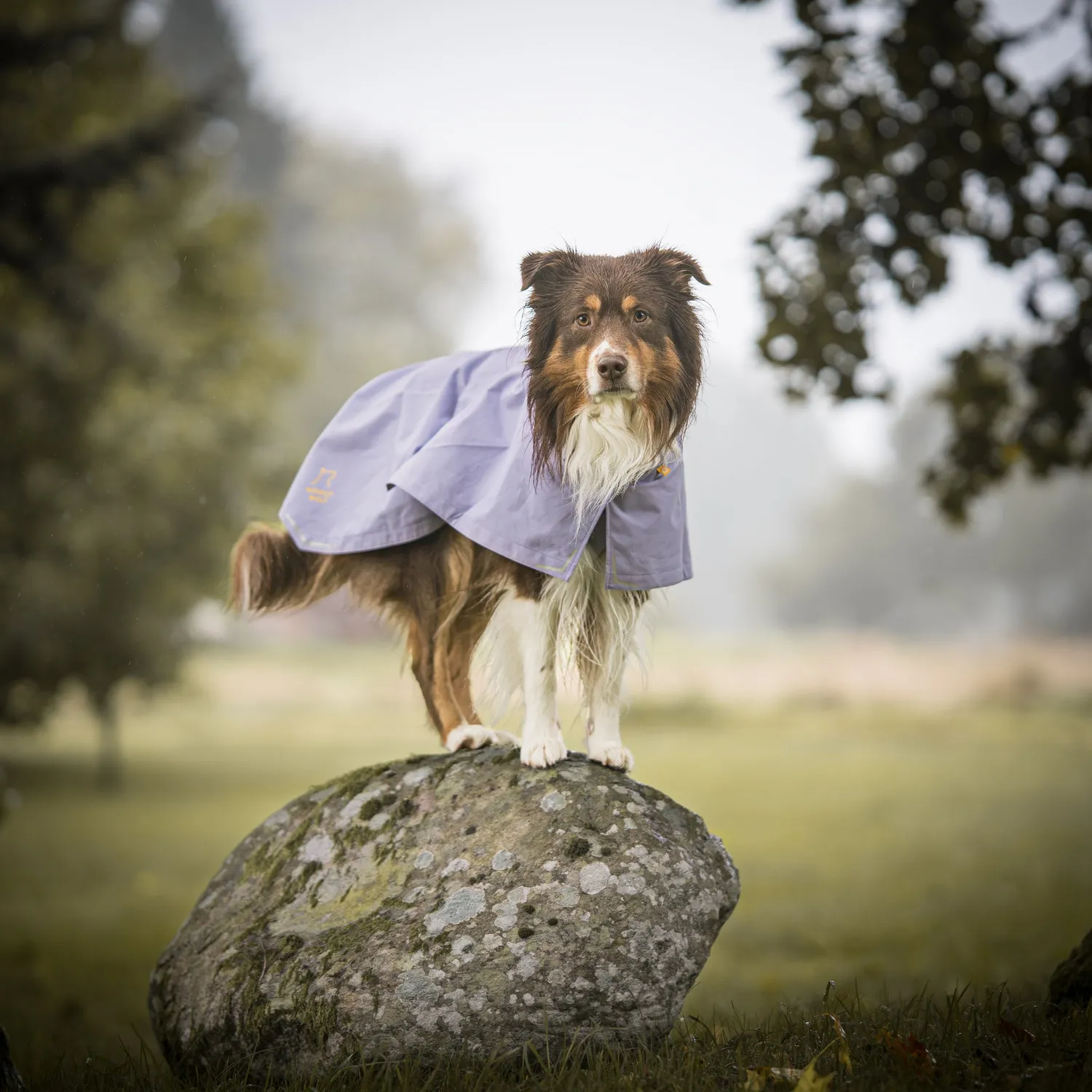 Woolly Wolf Cloudshell regnjakke hund lavendel