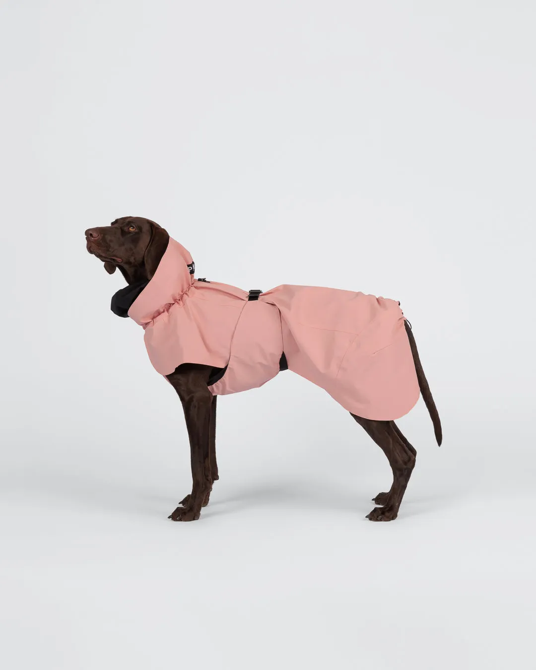 Paikka Visibility regnjakke til hund Rose reflekterende