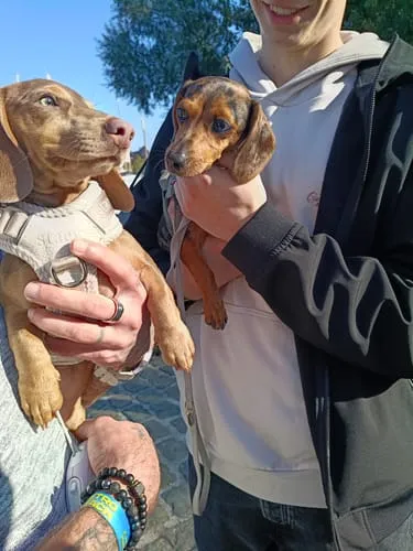 Staey Numa hundesele Mocca let Y-sele
