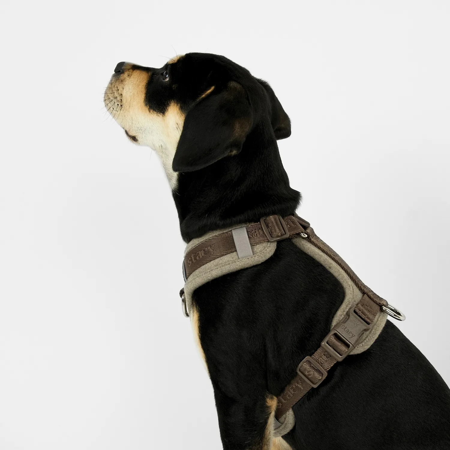 Staey Numa hundesele Sand let sommerpasform