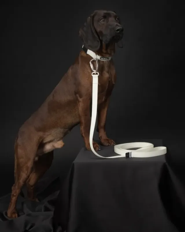 Paikka Glow hundesnor neon 180 cm selvlysende