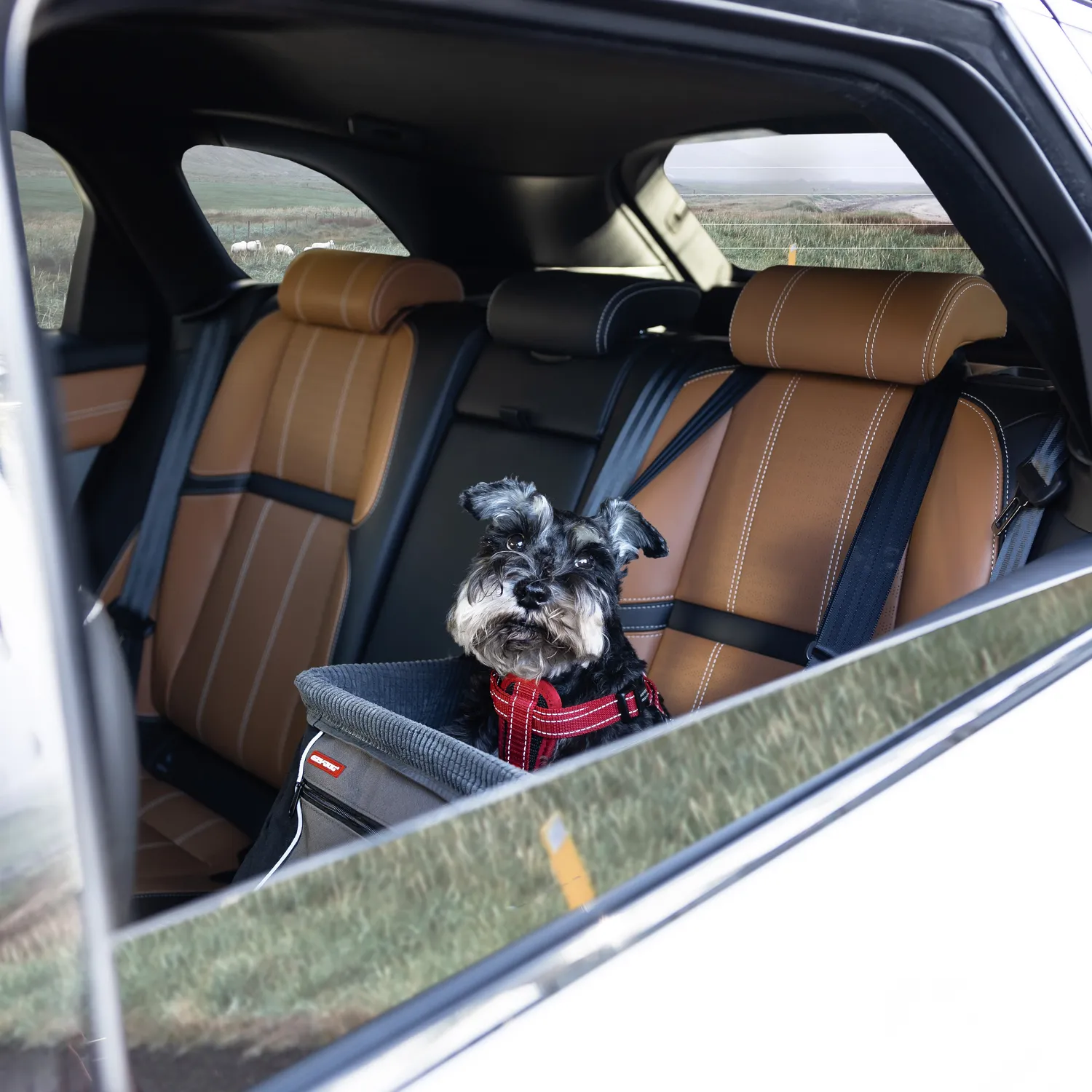 EzyDog Drive Booster autostol til hund charcoal op til 15 kg