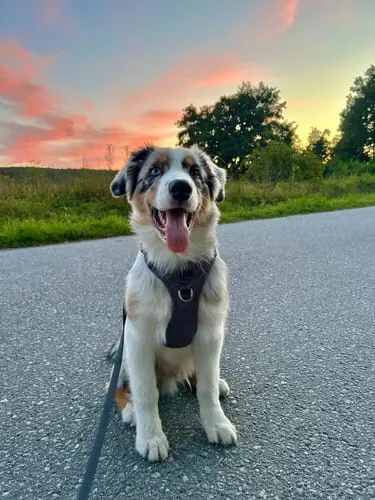 Staey Elma Active hundesele Storm med håndtag