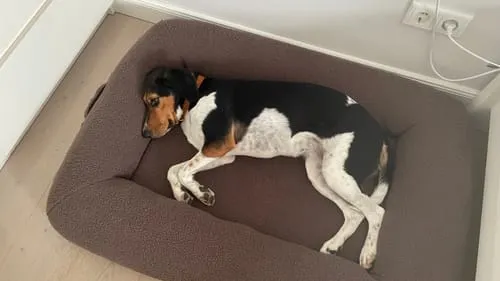 Staey Clara ortopædisk hundeseng memoryskum teddy
