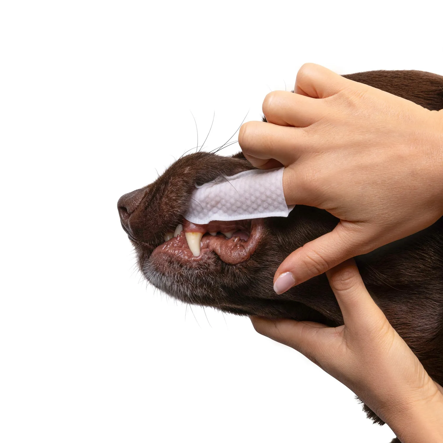 Goo-eez Dual-Action tandservietter til hund 50 stk finger