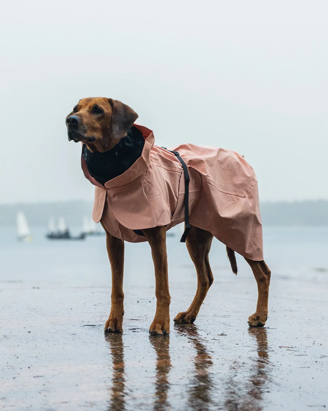 Paikka Visibility regnjakke til hund Rose reflekterende