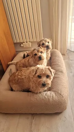 Staey Karla Hundeseng Oat Bouclé Ortopædisk Memory Foam