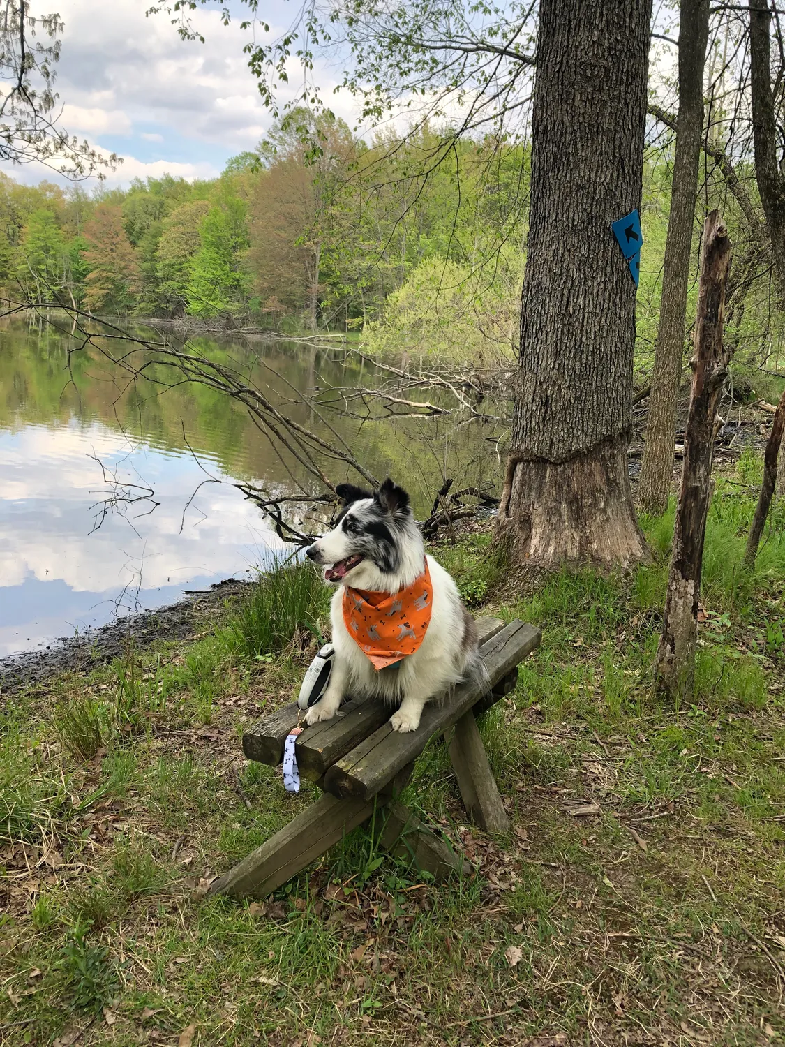 Dog Gone Smart UnBugz-It hundebandana insekt