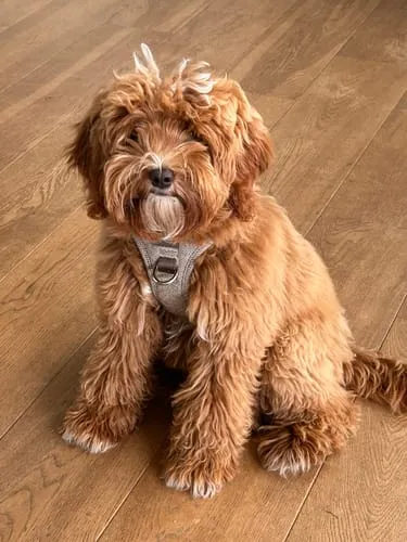 Staey Elma Active hundesele Storm med håndtag