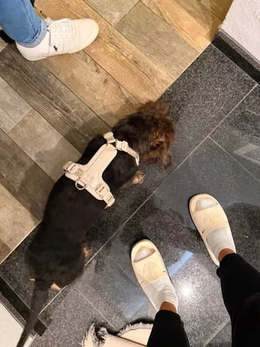 Staey Numa hundesele Mocca let Y-sele