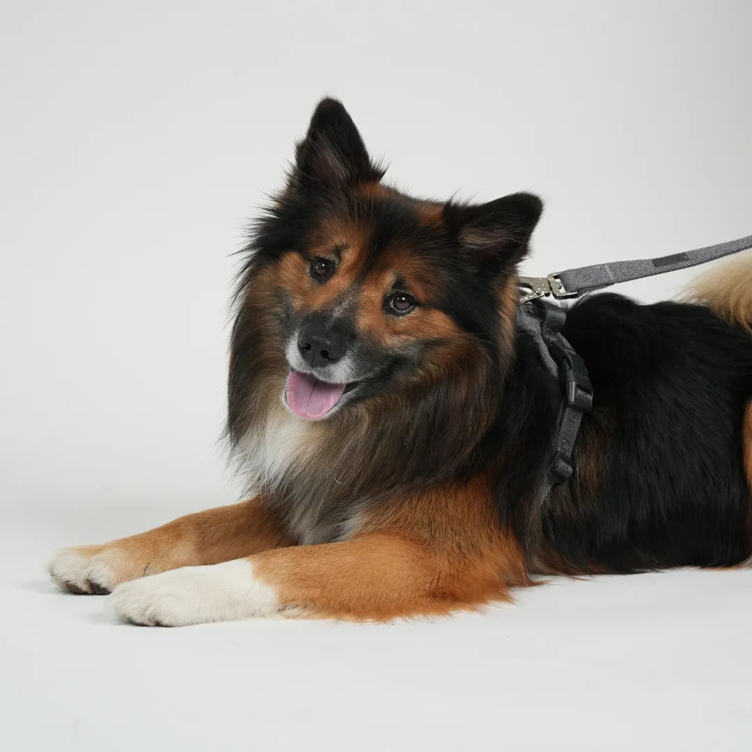 Staey Elma hundesnor dusty blue 152 cm