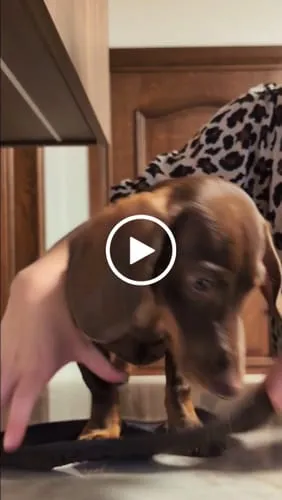 Staey Saga step-in hundesele dusty blue blød