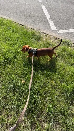 Staey Elma Active hundesnor taupe 152 cm