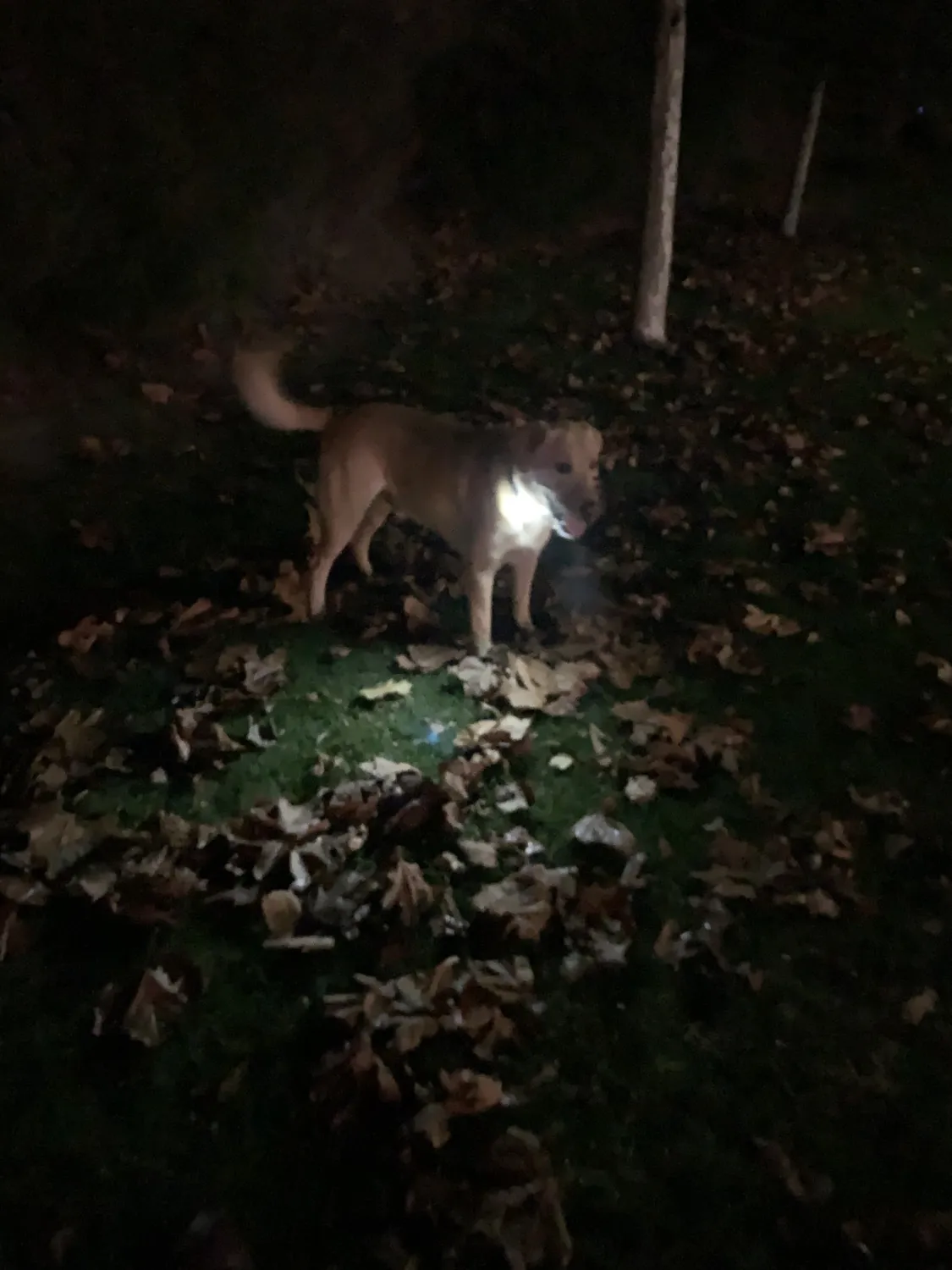 Dog Gone Smart Comet LED hundehalsbånd med lys