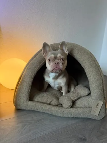 Staey legetøjsknogle Oat Bouclé – plys til små hunde