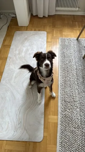 Staey Elma Active hundesele Storm med håndtag