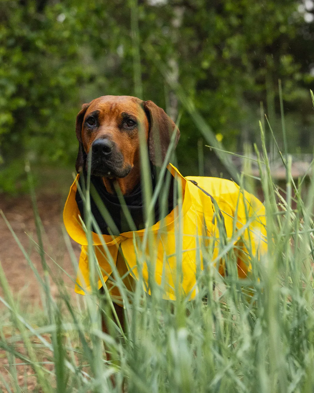 Paikka Visibility Raincoat hunderegnjakke gul reflekterende