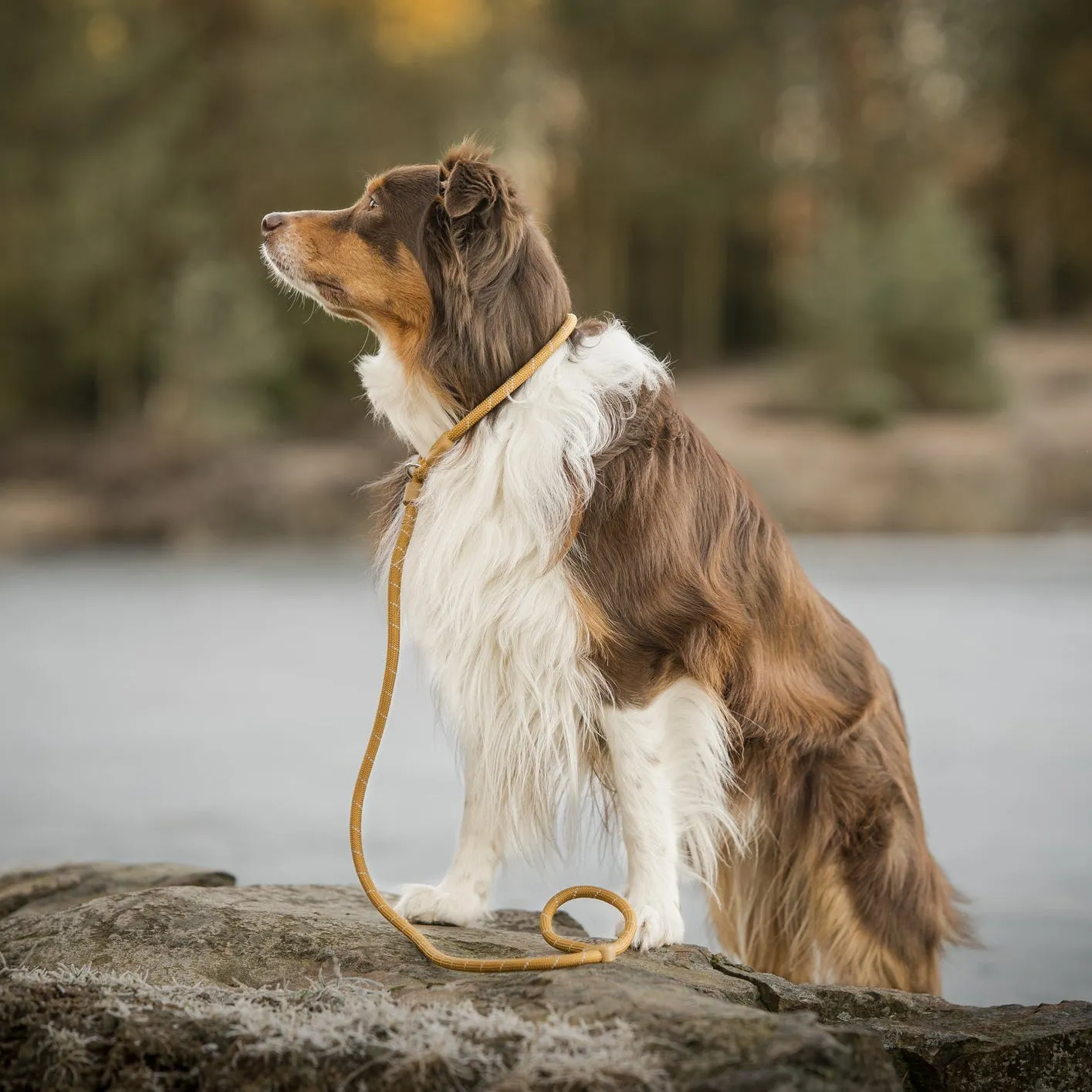 Woolly Wolf Retrieverline hundesnor 160 cm træbrun refleks