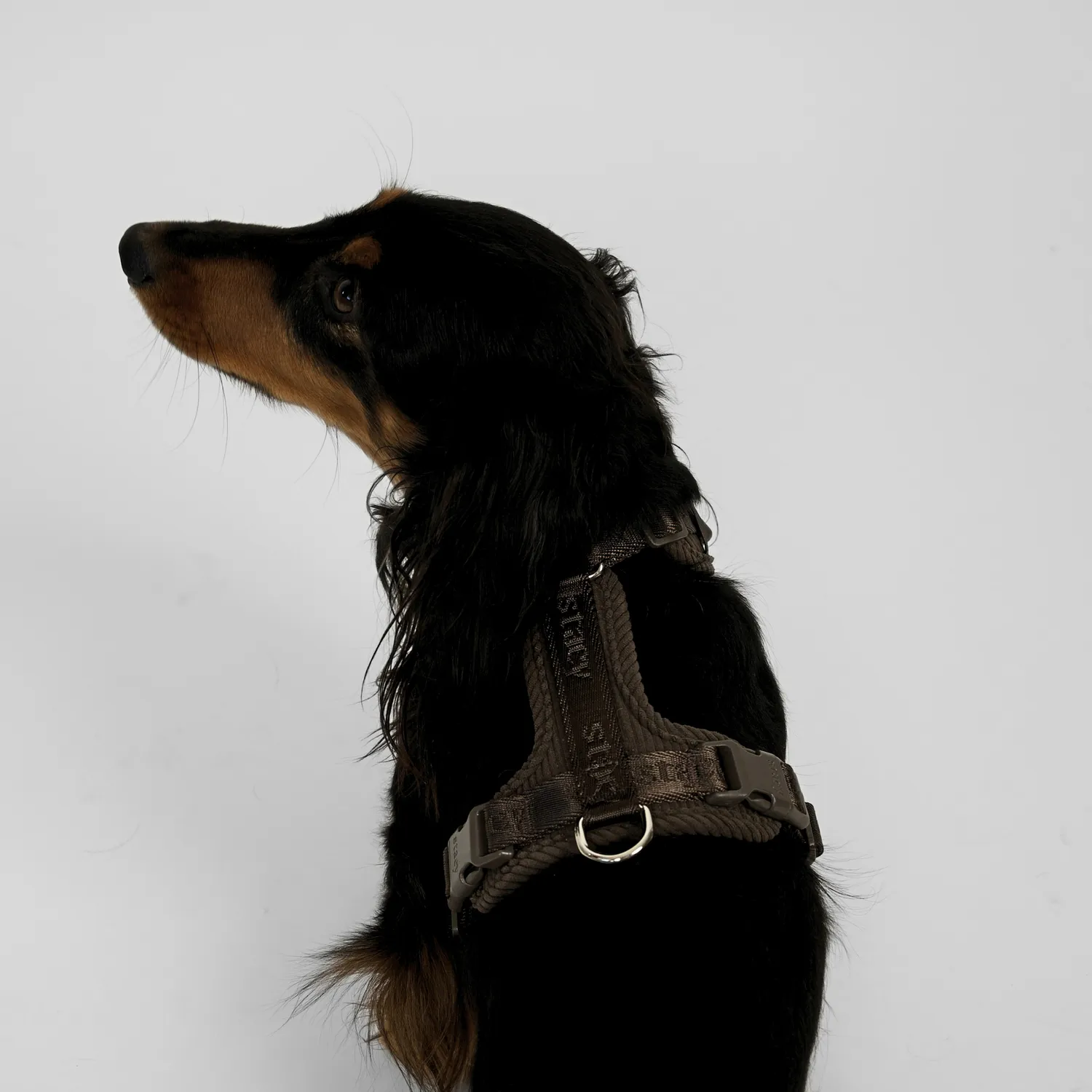Staey Numa hundesele Dark Oak letvægt
