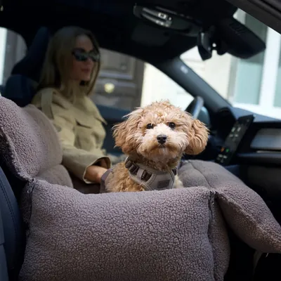 Staey Clara 3-in-1 bilsæde til hund Limited Edition brun