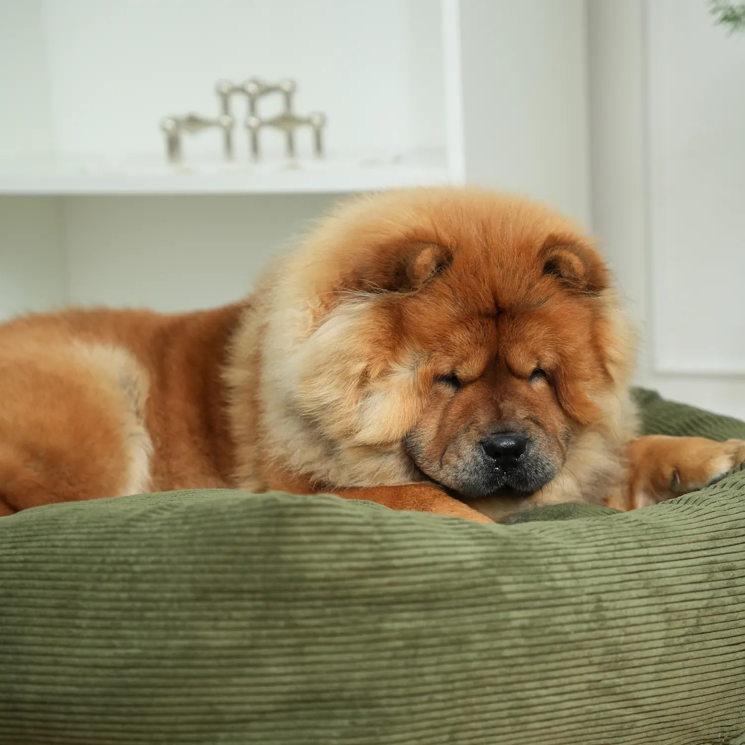 Staey Luna 3.0 hundeseng Moss Green Corduroy
