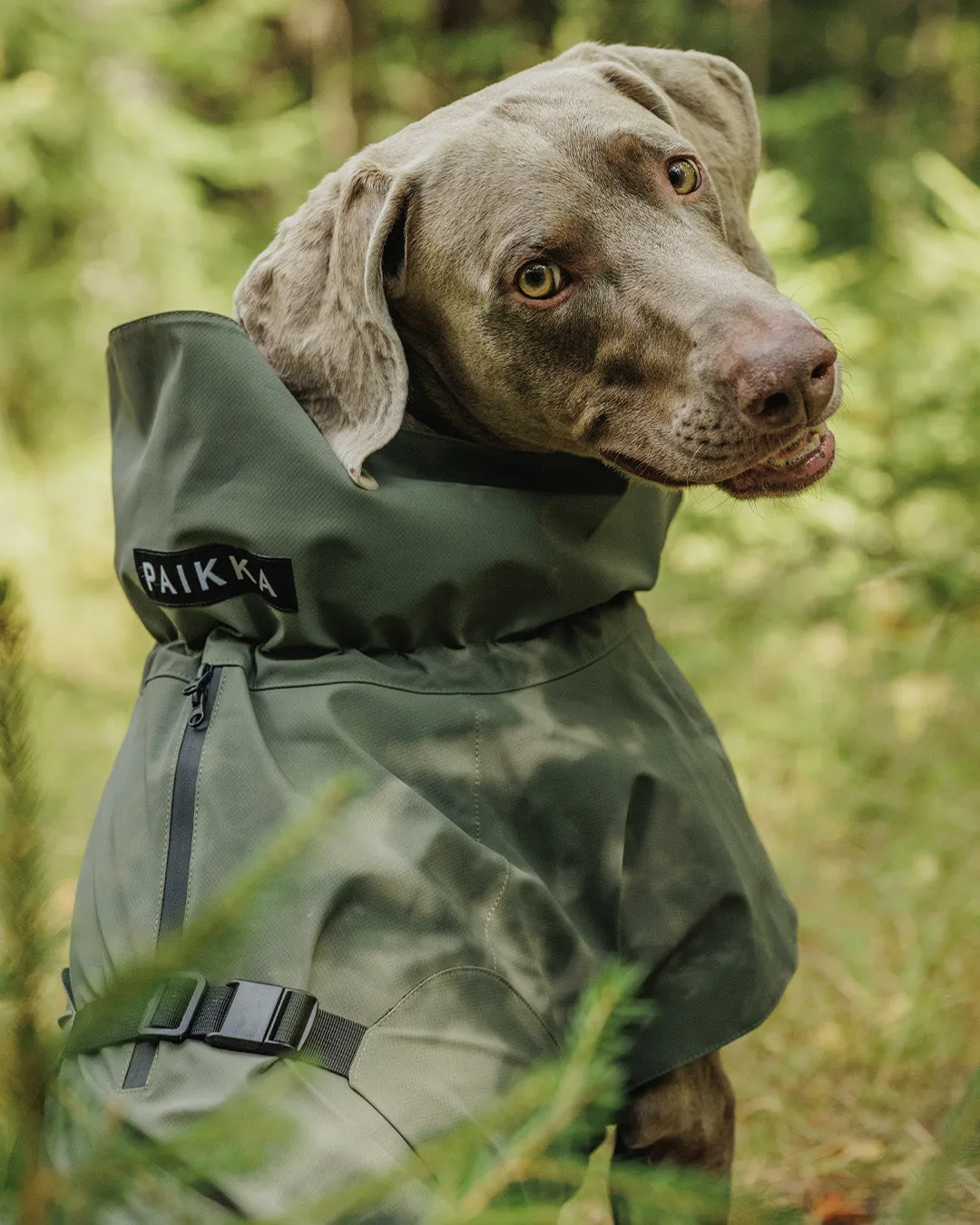 Paikka Visibility regnjakke til hund Thyme reflekterende