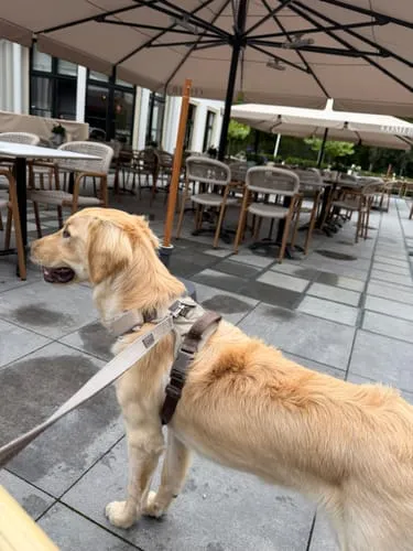 Staey Elma hundesnor Sand medium 152 cm