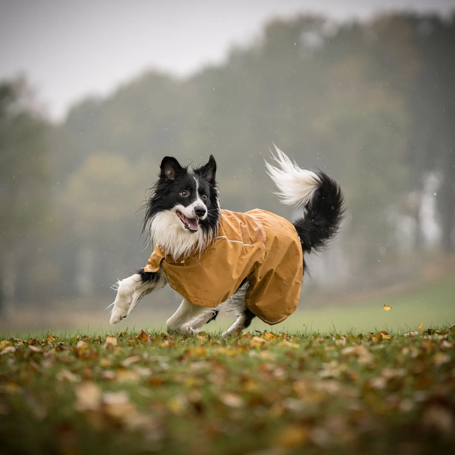 Woolly Wolf Cloudshell regnjakke hund brun