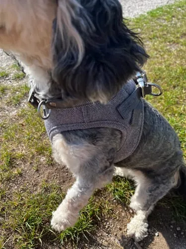 Staey Saga step-in hundesele dusty blue blød