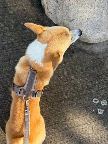 Staey Numa hundesele Mocca let Y-sele