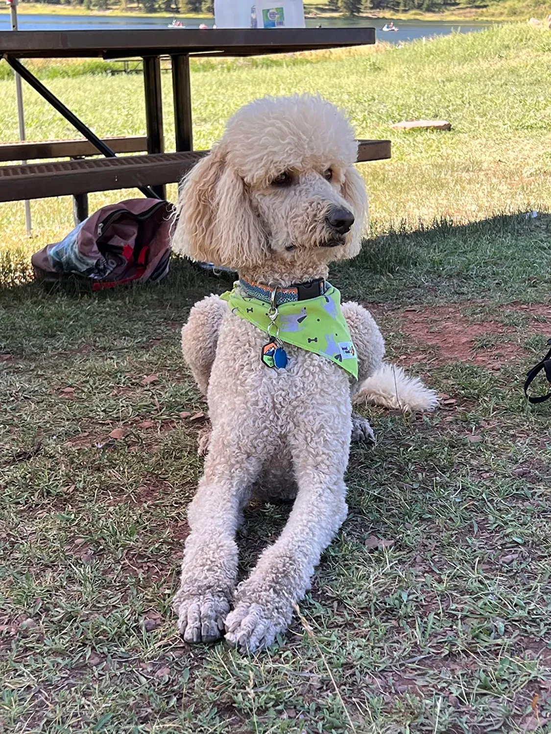 Dog Gone Smart UnBugz-It hundebandana insekt