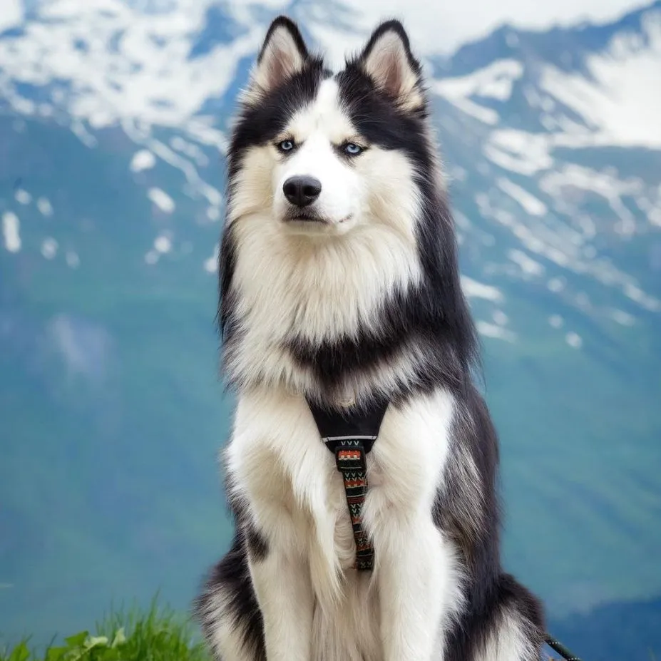 Woolly Wolf Woodland hundesele grøn med refleks