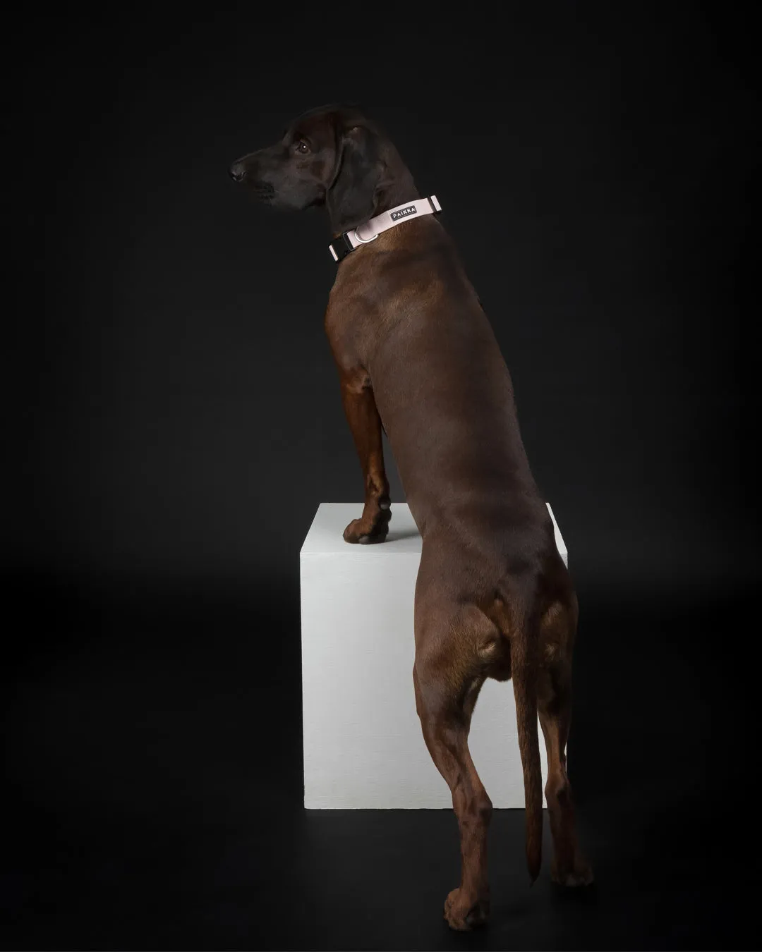 Paikka Glow Collar hundehalsbånd rosa med lys