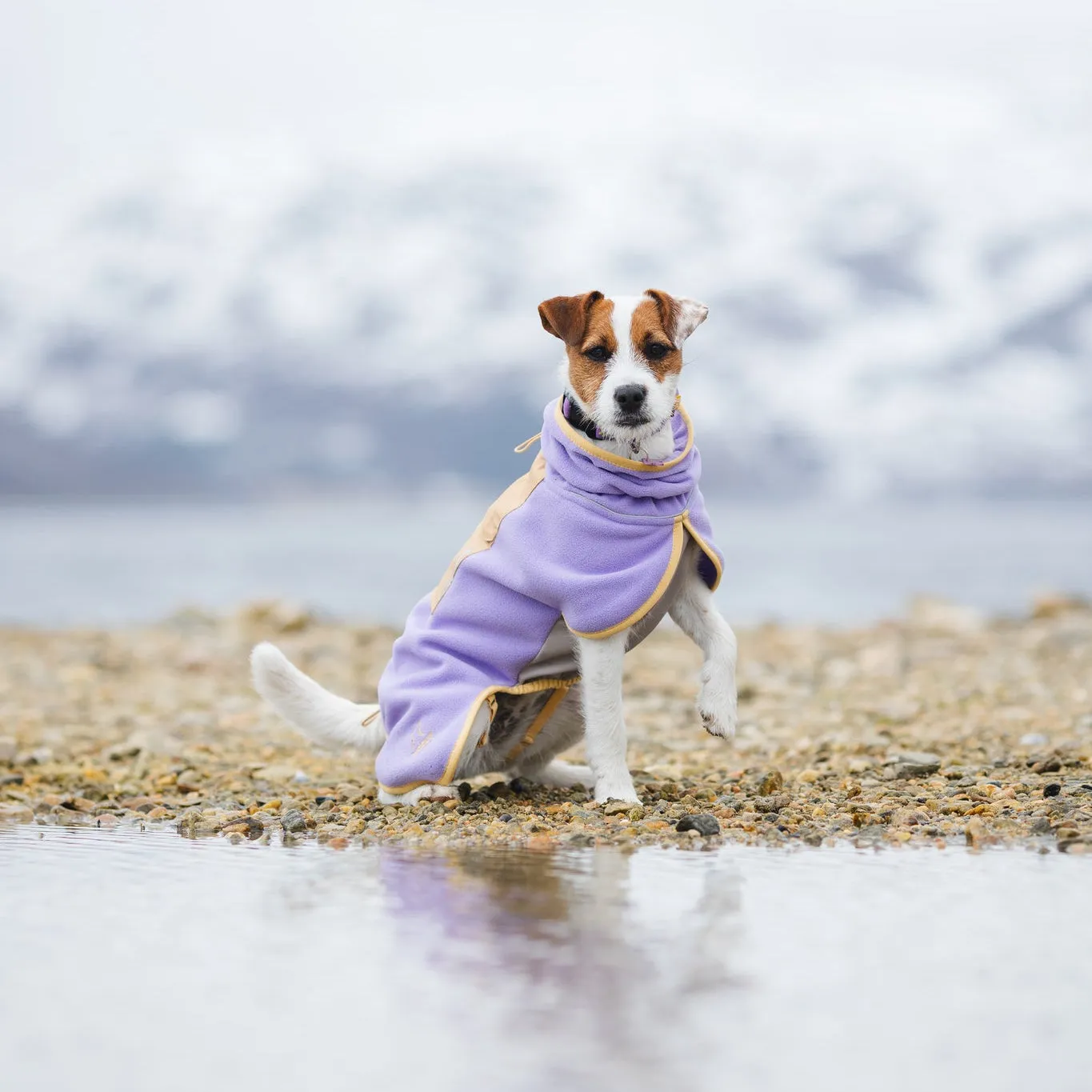 Woolly Wolf Alpha 360 hundetrøje lavendel sand
